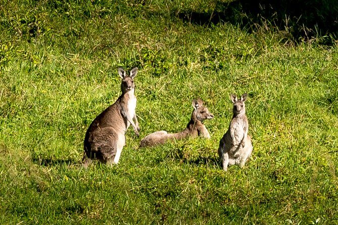 Escape Sydney: Sea Cliff Bridge, Wildlife, Kiama Coast Private - Wildlife and Nature Highlights