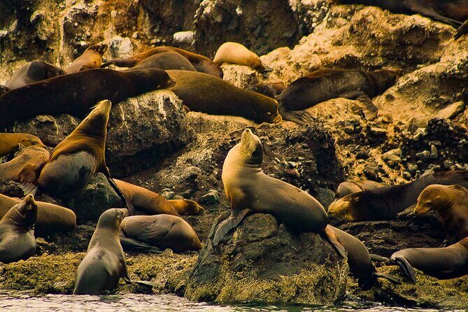 Espíritu Santo and Balandra Beach Combo Tour: Sea Lion Snorkeling - Who Will Love This Tour?