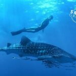 Espíritu Santo Island: snorkel SEA LIONS and Balandra Small Group - Practical Considerations