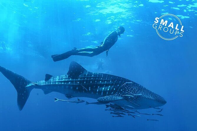 Espíritu Santo Island: snorkel SEA LIONS and Balandra Small Group - Practical Considerations