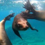 Espiritu Santo Island: Snorkel, Wildlife and Beach - Real Experiences from Travelers