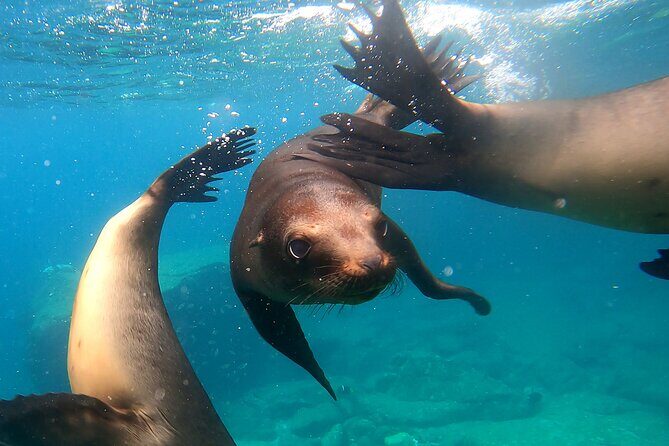Espiritu Santo Island: Snorkel, Wildlife and Beach - Real Experiences from Travelers