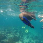 Espiritu Santo Snorkeling and Sea Lion Adventure - A Deep Dive into the Espiritu Santo Tour