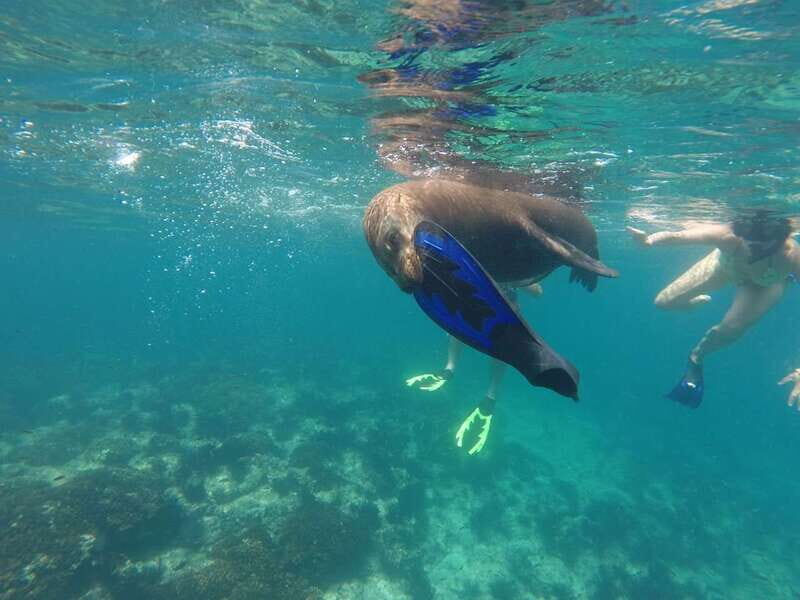 Espiritu Santo Snorkeling and Sea Lion Adventure - A Deep Dive into the Espiritu Santo Tour