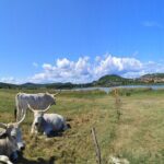 Essence of Hungarian Rural Beauty: 5 Hour Balaton Private Tour - Why This Tour Offers Good Value