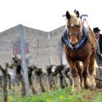 Estate tour and tasting - The Tasting Experience: Flavors of Biodiversity