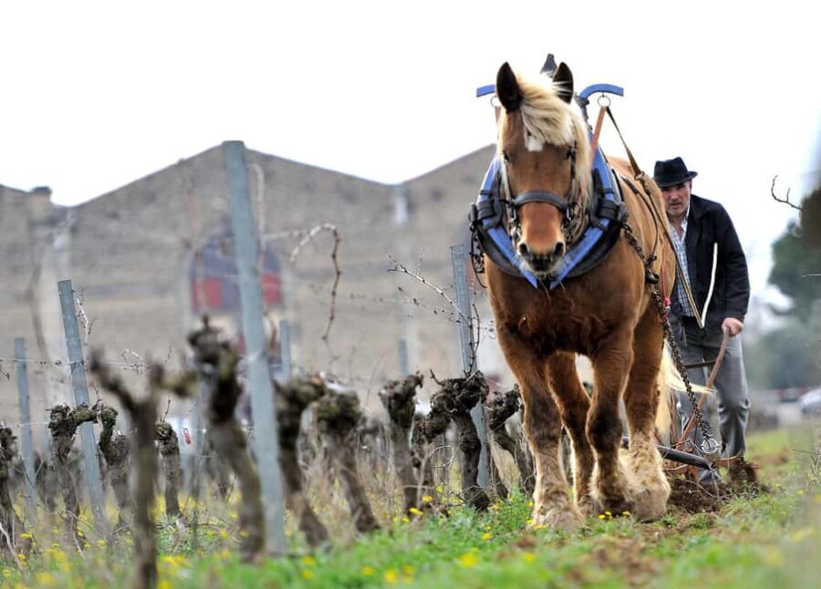 Estate tour and tasting - The Tasting Experience: Flavors of Biodiversity