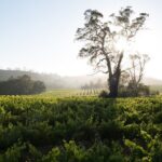 Estate Tour from Soil to Glass - Practical Tips for Your Visit