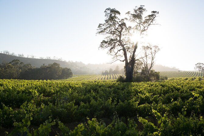 Estate Tour from Soil to Glass - Practical Tips for Your Visit