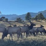 Estes Park: Guided Elk Rut Tour - Why This Tour Is Worth It