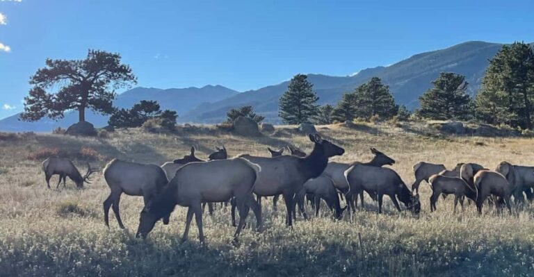 Estes Park: Guided Elk Rut Tour - Why This Tour Is Worth It