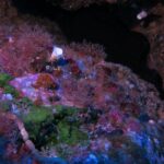 Etna & Diving Jeep Tour - The Sum Up