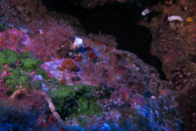 Etna & Diving Jeep Tour - The Sum Up