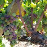 Etna DOC & Organic Wine tasting and tour of the 1815 historic winery - Who Will Love This Tour?