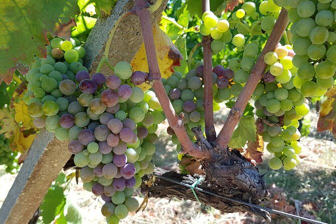 Etna DOC & Organic Wine tasting and tour of the 1815 historic winery - Who Will Love This Tour?