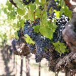 Etna trekking and wine tasting - Who Will Love This Tour?