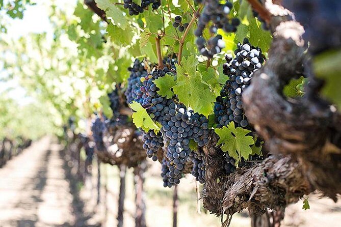 Etna trekking and wine tasting - Who Will Love This Tour?
