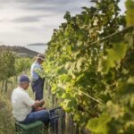 Evening of Wine and Scenic Views in Skiathos - The Itinerary Breakdown