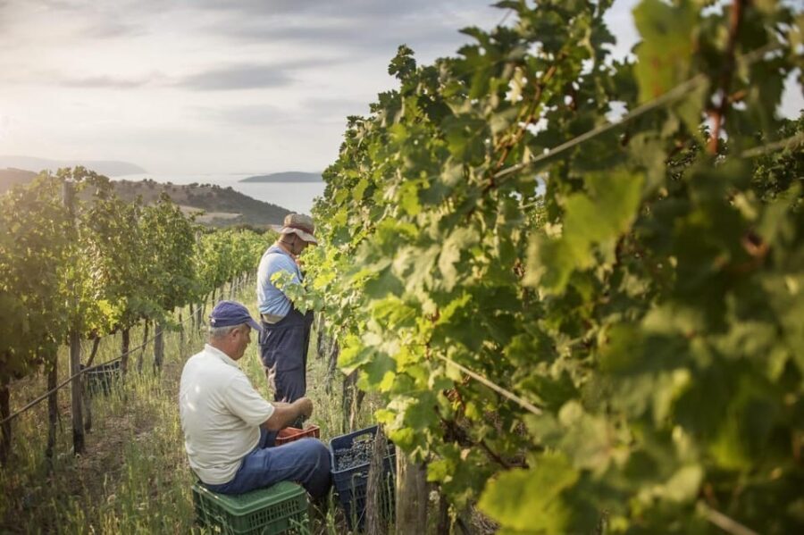Evening of Wine and Scenic Views in Skiathos - The Itinerary Breakdown