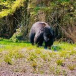 Evening Private Tour Best of Banff Wildlife - Final Thoughts: Is This Tour Worth It?