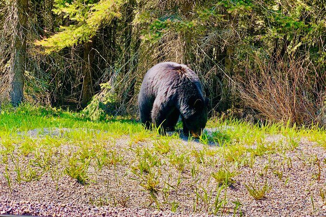 Evening Private Tour Best of Banff Wildlife - Final Thoughts: Is This Tour Worth It?
