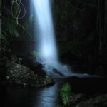 Evening Rainforest & Glow Worm Tour from Gold Coast - The Glow Worms and Wildlife