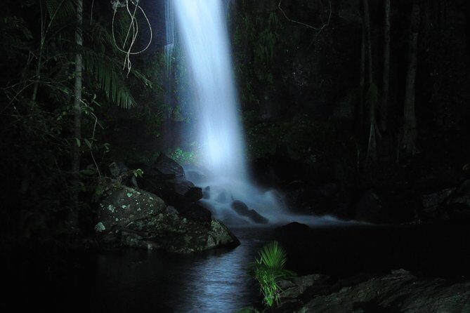 Evening Rainforest & Glow Worm Tour from Gold Coast - The Glow Worms and Wildlife