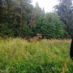 Evening Wildlife Safari from Stockholm - FAQ