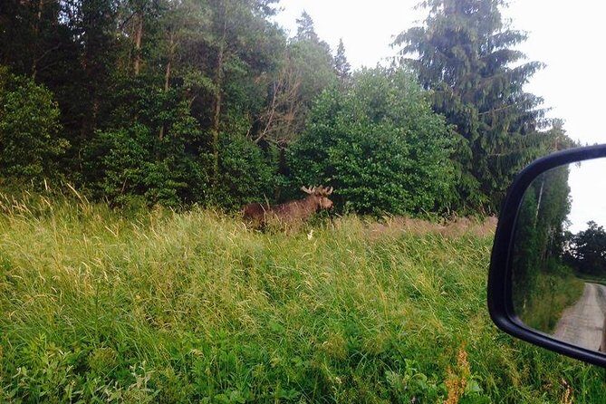 Evening Wildlife Safari from Stockholm - FAQ