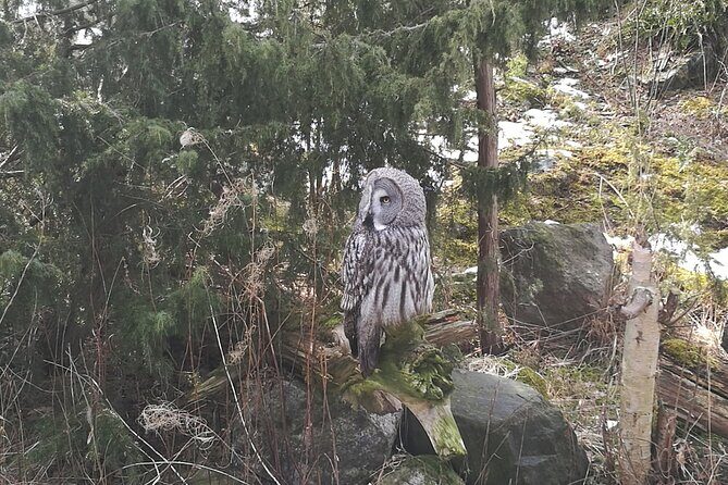 Evening Wildlife Safari with Campfire Dinner from Stockholm - Final Thoughts