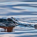 Everglades Admission Ticket with Airboat Ride and Wildlife Show - The Sum Up