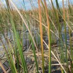 Everglades Airboat Adventure with Roundtrip Bayside Transfer - Final Thoughts