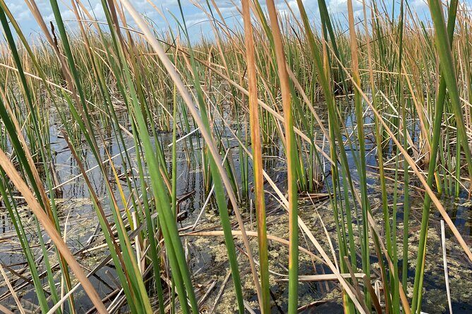 Everglades Airboat Adventure with Roundtrip Bayside Transfer - Final Thoughts