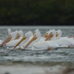 Everglades: Birding, Wildlife, and Photography Expedition - Exploring the Details: What to Expect