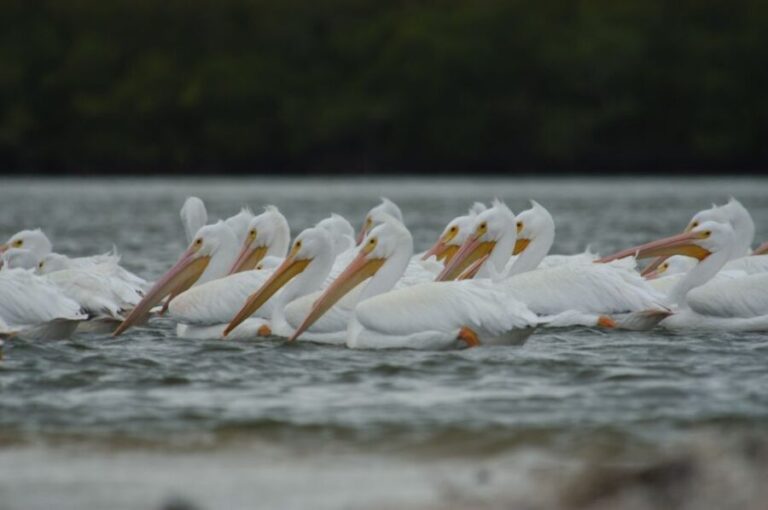 Everglades: Birding, Wildlife, and Photography Expedition - Exploring the Details: What to Expect