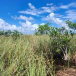 Everglades Eco Airboat Tour small group & top transportation - Authenticity and Value