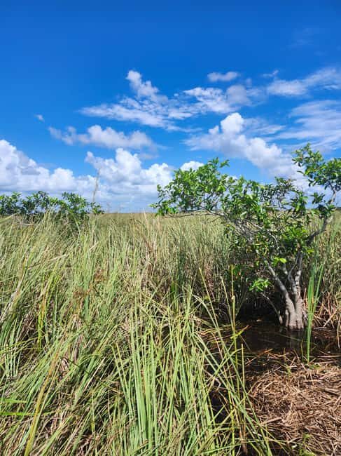 Everglades Eco Airboat Tour small group & top transportation - Authenticity and Value