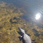 Everglades Eco Airboat Tour with Private Luxury Transportation - The Complete Experience: An In-Depth Look
