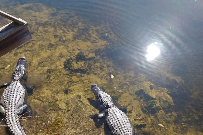 Everglades Eco Airboat Tour with Private Luxury Transportation - The Complete Experience: An In-Depth Look