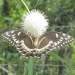 Everglades: Everglades Alligators and Orchids Kayak Eco Tour - Final Thoughts: Is It Worth It?