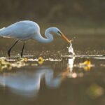 Everglades Explorer - Noosa Everglades Tour - What Travelers Are Saying
