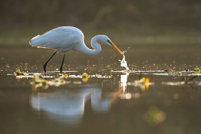 Everglades Explorer - Noosa Everglades Tour - What Travelers Are Saying