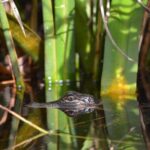 Everglades Kayak Safari Adventure Through Mangrove Tunnels - The Sum Up