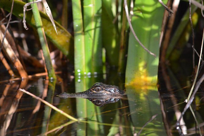 Everglades Kayak Safari Adventure Through Mangrove Tunnels - The Sum Up