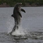 Everglades Manatee, Dolphin and Birding Boat Tour (2 hours) - Why This Tour Stands Out