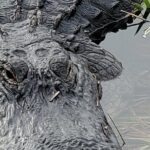 Everglades National Park Naturalist Led Hike, 2 Boat Trips + More - The Value and Who Should Consider This Tour