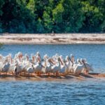 Everglades National Park: Pontoon Boat Tour & Boardwalk - An In-Depth Look at the Experience