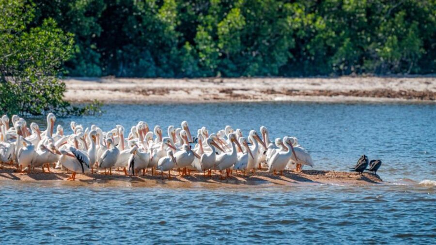 Everglades National Park: Pontoon Boat Tour & Boardwalk - An In-Depth Look at the Experience