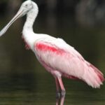Everglades Private 2.5 Hour Photo and Birding Safari - Practical Considerations