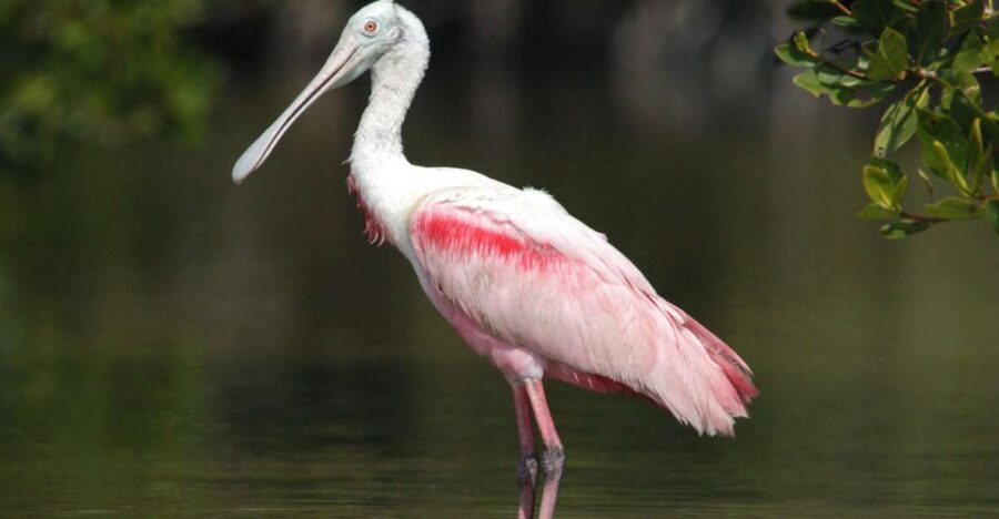 Everglades Private 2.5 Hour Photo and Birding Safari - Practical Considerations